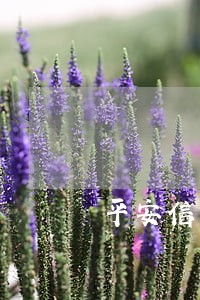 平安信用卡逾期会不会算复利 平安信用卡逾期会不会算复利