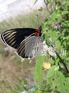 平安信用卡逾期会到家里取证吗 平安信用卡逾期会到家里取证吗