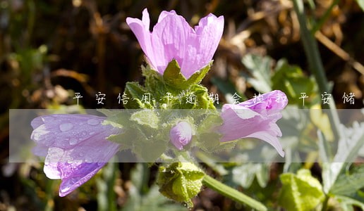 平安信用卡逾期会挂扣平安储蓄卡