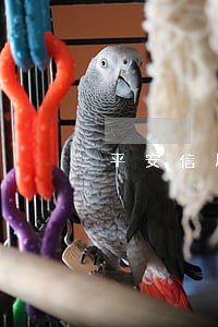 平安信用卡逾期会联系家人吗 平安信用卡逾期会联系家人吗