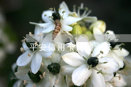 平安信用卡逾期六天