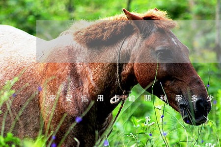 平安信用卡逾期利率多少 平安信用卡逾期利率多少