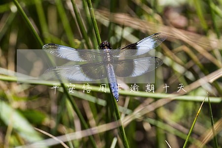 平安信用卡逾期十天 平安信用卡逾期十天