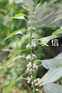 平安信用卡逾期协商容易吗 平安信用卡逾期协商容易吗