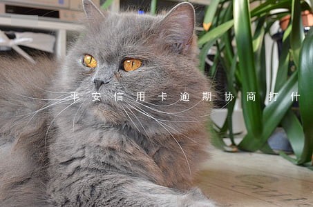 平安信用卡逾期协商打什么电话