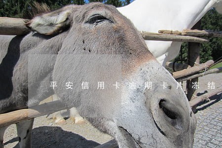 平安信用卡逾期卡片冻结 平安信用卡逾期卡片冻结