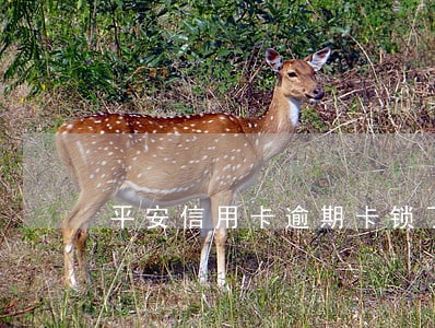 平安信用卡逾期卡锁了 平安信用卡逾期卡锁了