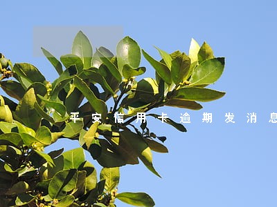 平安信用卡逾期发消息说报案 平安信用卡逾期发消息说报案