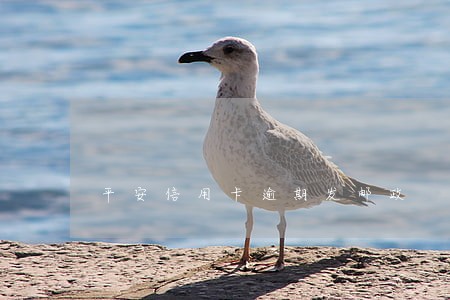 平安信用卡逾期发邮政 平安信用卡逾期发邮政