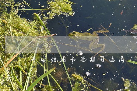平安信用卡逾期司法局 平安信用卡逾期司法局