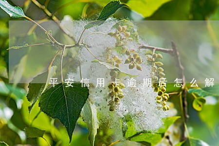 平安信用卡逾期后怎么解决