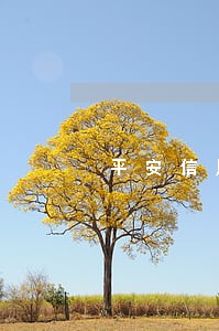 平安信用卡逾期和停刷 平安信用卡逾期和停刷