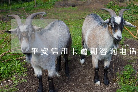 平安信用卡逾期咨询电话