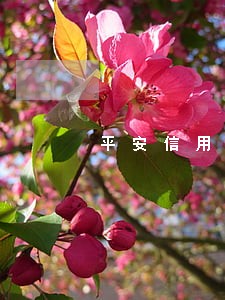 平安信用卡逾期多久会被催收 平安信用卡逾期多久会被催收