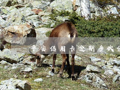 平安信用卡逾期多次催款注销 平安信用卡逾期多次催款注销