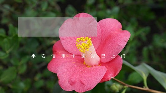 平安信用卡逾期已上门 平安信用卡逾期已上门