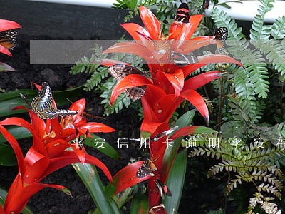平安信用卡逾期平安福能抵吗 平安信用卡逾期平安福能抵吗