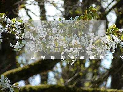 平安信用卡逾期忘还了怎么办 平安信用卡逾期忘还了怎么办