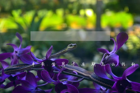平安信用卡逾期怎么找到我老公 平安信用卡逾期怎么找到我老公