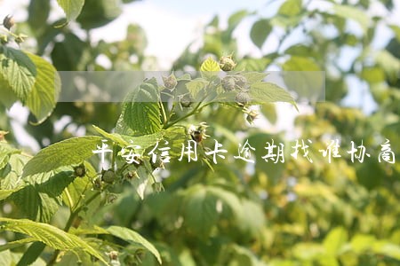 平安信用卡逾期找谁协商 平安信用卡逾期找谁协商