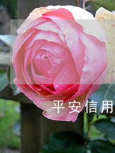 平安信用卡逾期提额 平安信用卡逾期提额