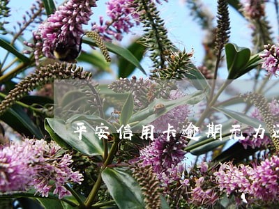 平安信用卡逾期无力还款怎么办 平安信用卡逾期无力还款怎么办