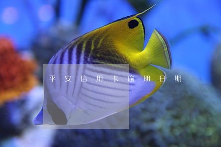平安信用卡逾期日期 平安信用卡逾期日期