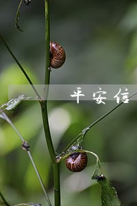 平安信用卡逾期是哪个地方发邮件 平安信用卡逾期是哪个地方发邮件