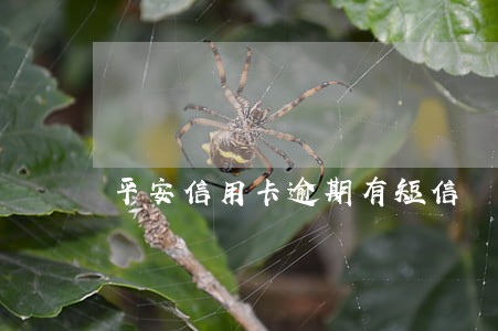 平安信用卡逾期有短信 平安信用卡逾期有短信