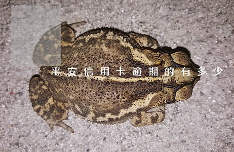 平安信用卡逾期的有多少