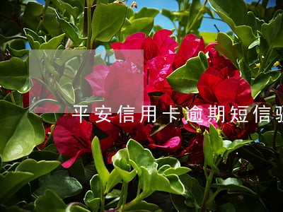 平安信用卡逾期短信骚扰