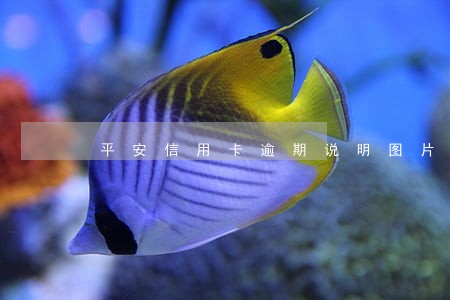 平安信用卡逾期说明图片 平安信用卡逾期说明图片