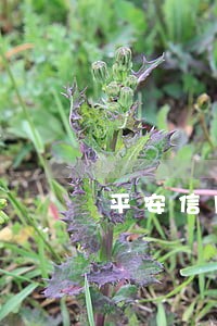 平安信用卡逾期费用高 平安信用卡逾期费用高