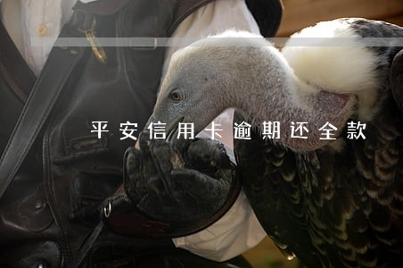 平安信用卡逾期还全款 平安信用卡逾期还全款
