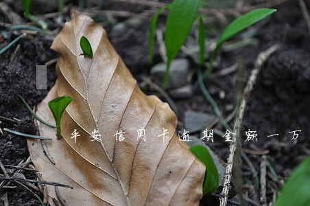 平安信用卡逾期金额一万多 平安信用卡逾期金额一万多
