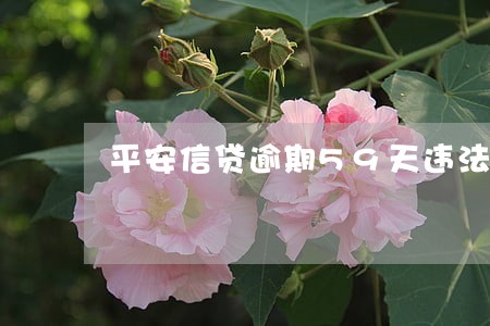 平安信贷逾期59天违法吗 平安信贷逾期59天违法吗