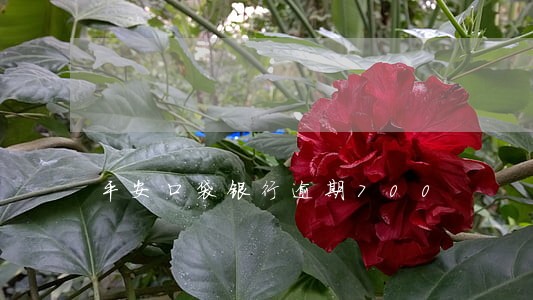 平安口袋银行逾期700