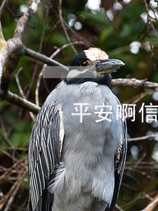 平安啊信用卡逾期两天 平安啊信用卡逾期两天