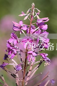 平安备用金逾期10万后果 平安备用金逾期10万后果