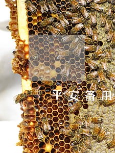 平安备用金逾期和信用卡额度 平安备用金逾期和信用卡额度