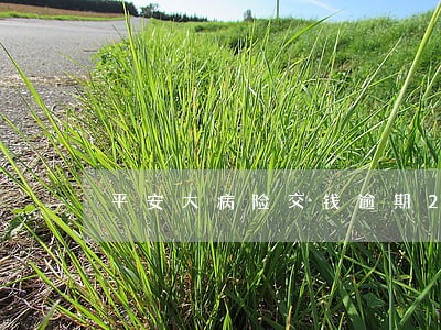 平安大病险交钱逾期2个月咋处理 平安大病险交钱逾期2个月咋处理