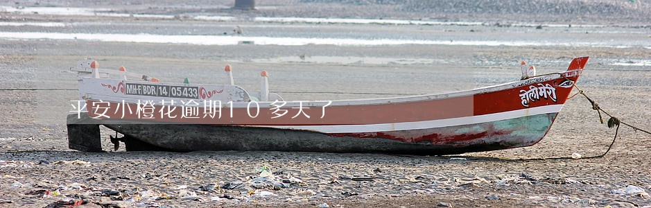 平安小橙花逾期10多天了