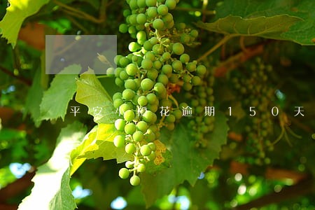 平安小橙花逾期150天 平安小橙花逾期150天