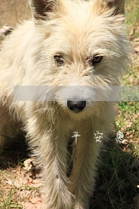 平安惠普贷款逾期上征信吗