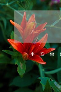 平安惠普贷款逾期案例 平安惠普贷款逾期案例