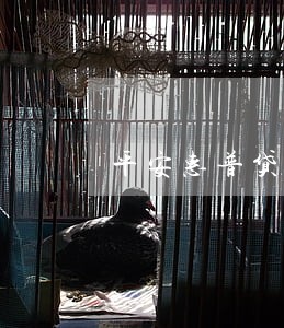 平安惠普贷款逾期的后果 平安惠普贷款逾期的后果