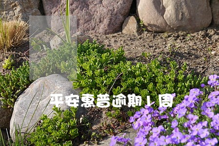 平安惠普逾期1周 平安惠普逾期1周
