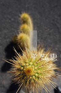 平安惠普逾期2万一年 平安惠普逾期2万一年
