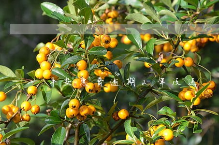 平安惠普逾期2年没还 平安惠普逾期2年没还