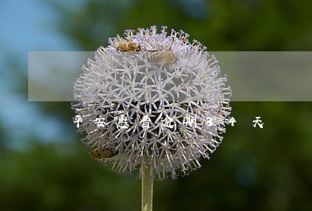 平安惠普逾期34天 平安惠普逾期34天